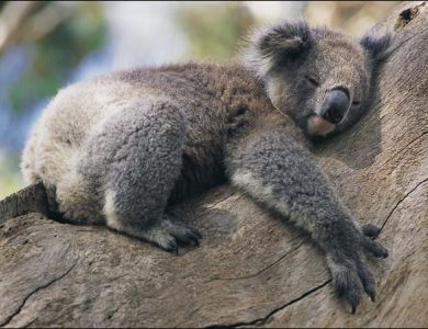 Koala, la mappa del Dna per salvarli dall’estinzione