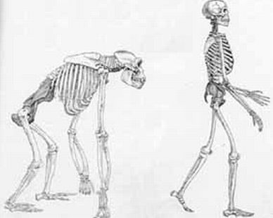 Evoluzione, bipedi perchè grandi scalatori