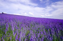 Provenza, guerra tra simboli: le cicale all’attacco della lavanda