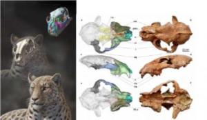 Cani e gatti preistorici, scoperti nei fossili grazie al Dna