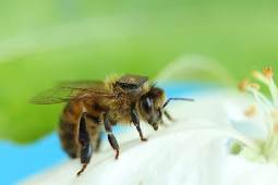 Mini zaini hi-tech sulle api, lo studio per capire le cause dell’estinzione