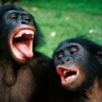 Scimpanzè che sbadigliano