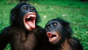 “Se sbadiglio mi piaci”: lo strano codice degli scimpanzé
