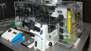 L’invisibile reso visibile: un Nobel per la chimica fluorescente