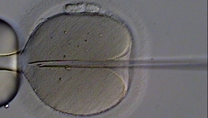 Embrioni congelati, sì all’impianto post mortem
