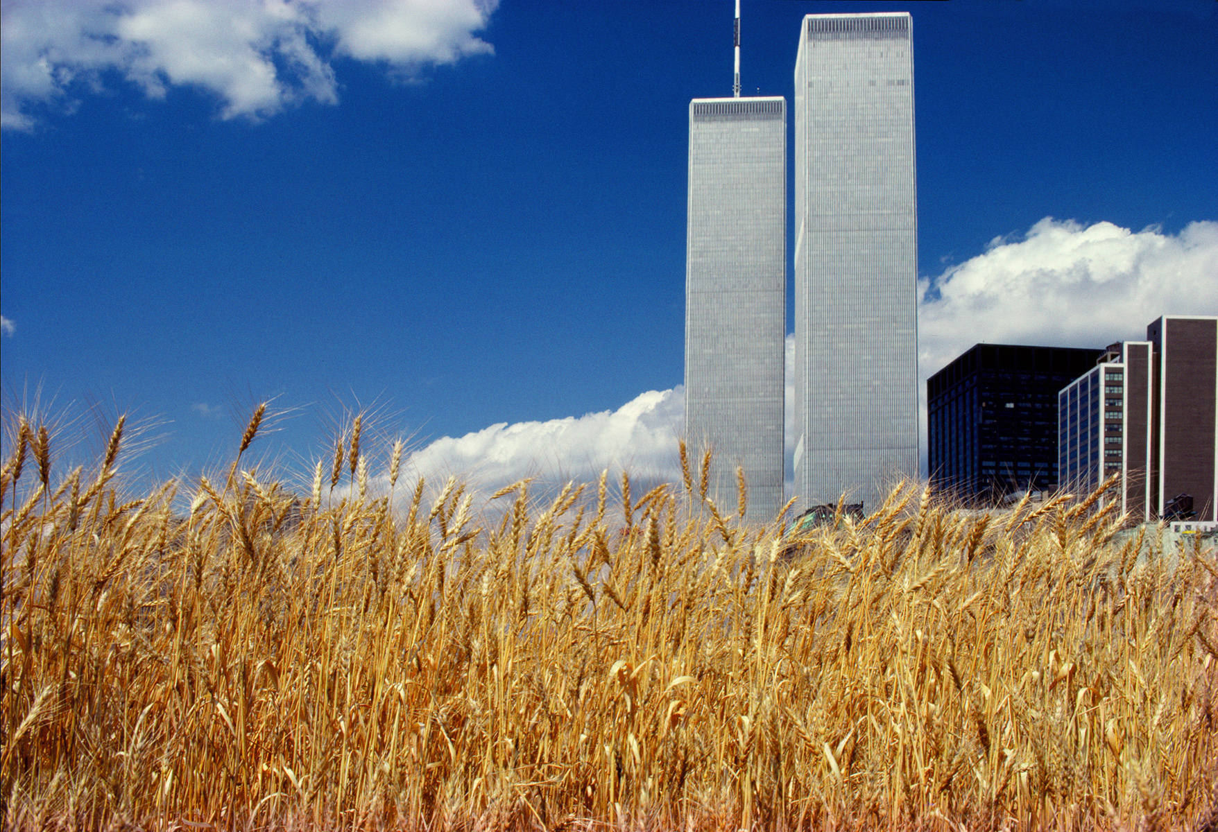 Porta Nuova cambia volto: ecco Wheatfield, il campo di grano urbano