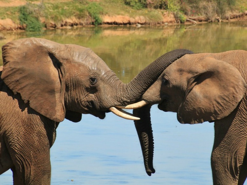 Allarme elefanti, rischio estinzione  In Gabon uccisi 25 mila esemplari