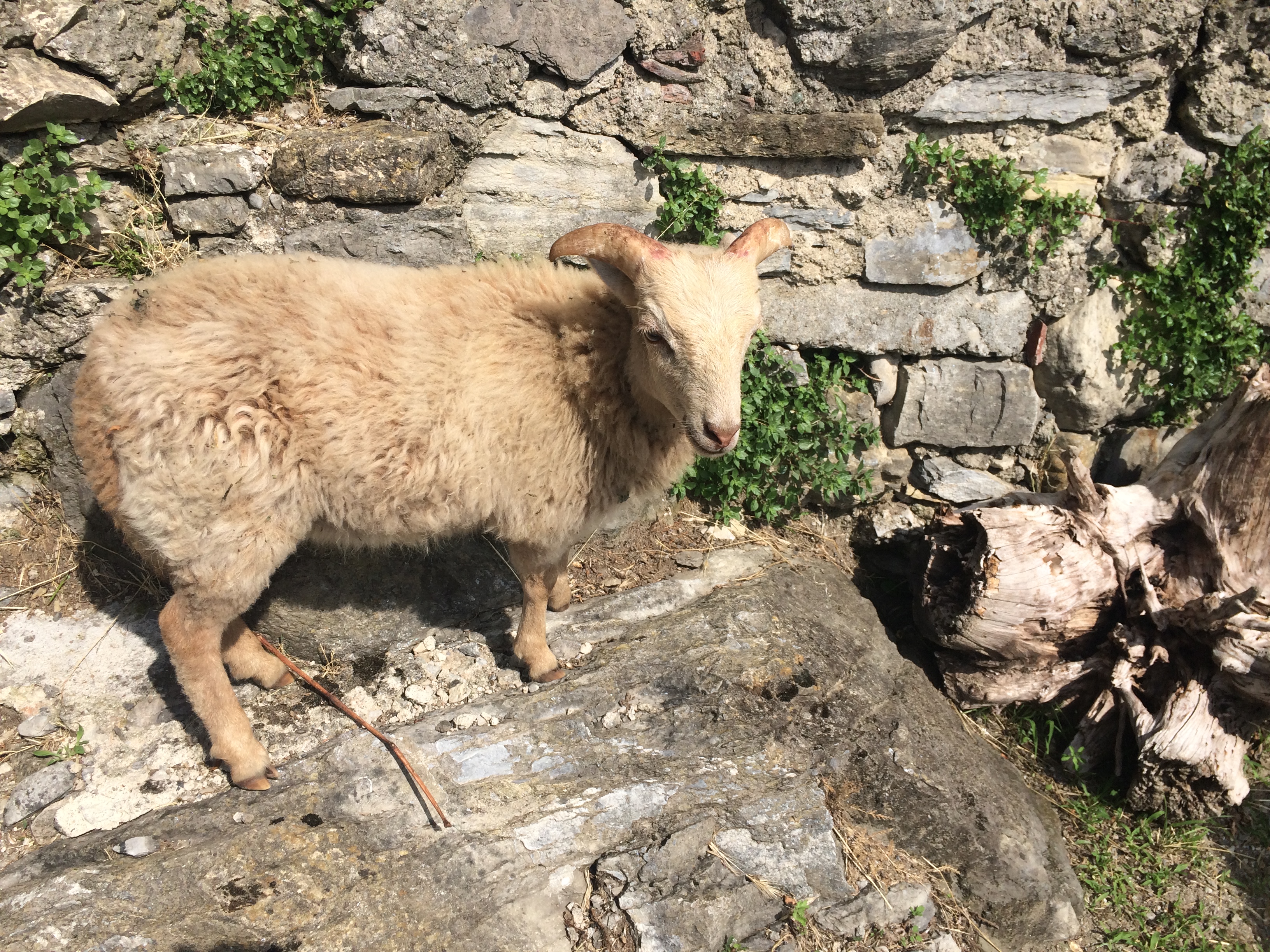 CERNOBBIO - Una delle caprette di Arturo, che lo aiutano a prendersi cura del pezzo di terreno da lui riqualificato