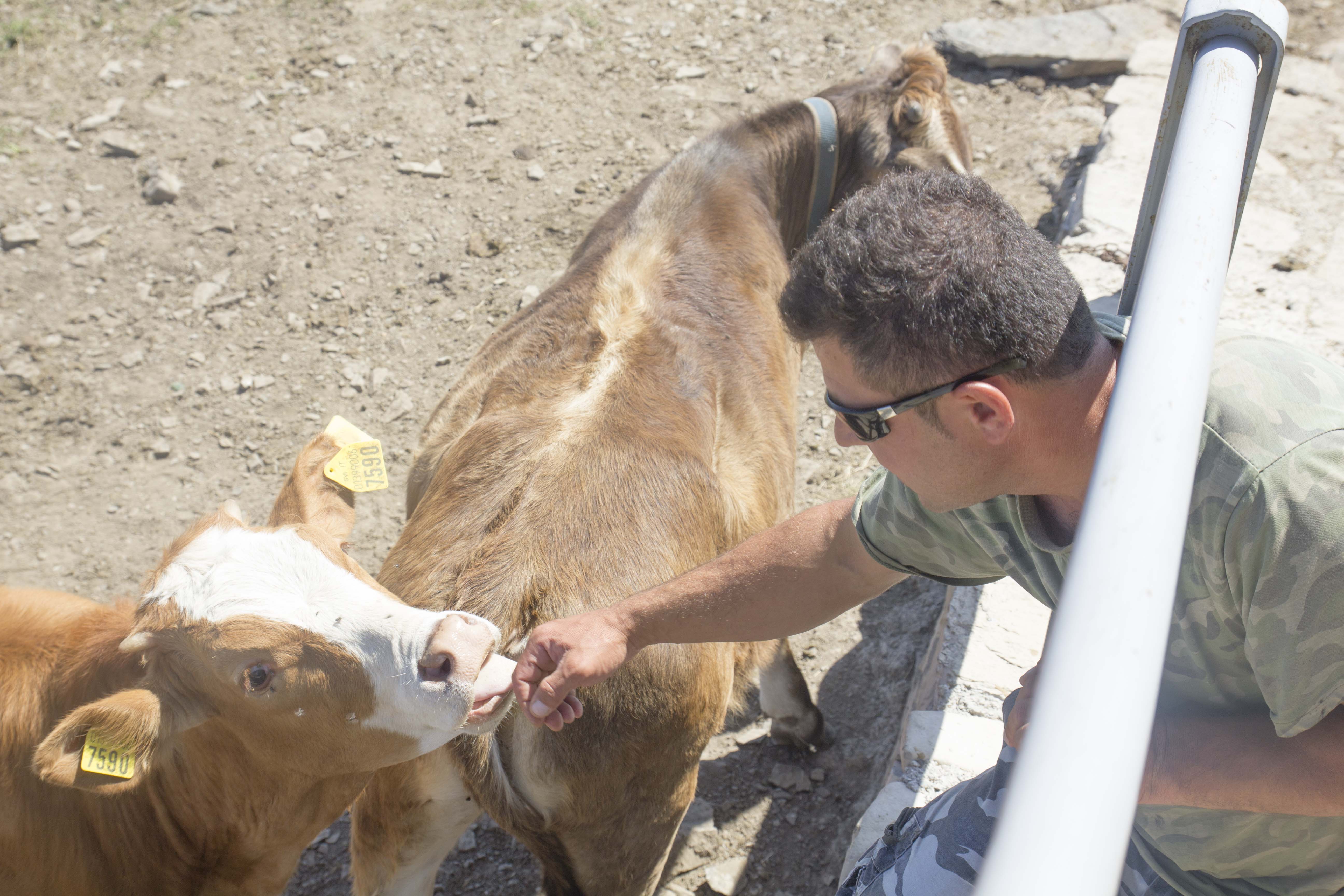 TREMEZZINA - Baris, allevatore di origini turche, si prende cura delle mucche