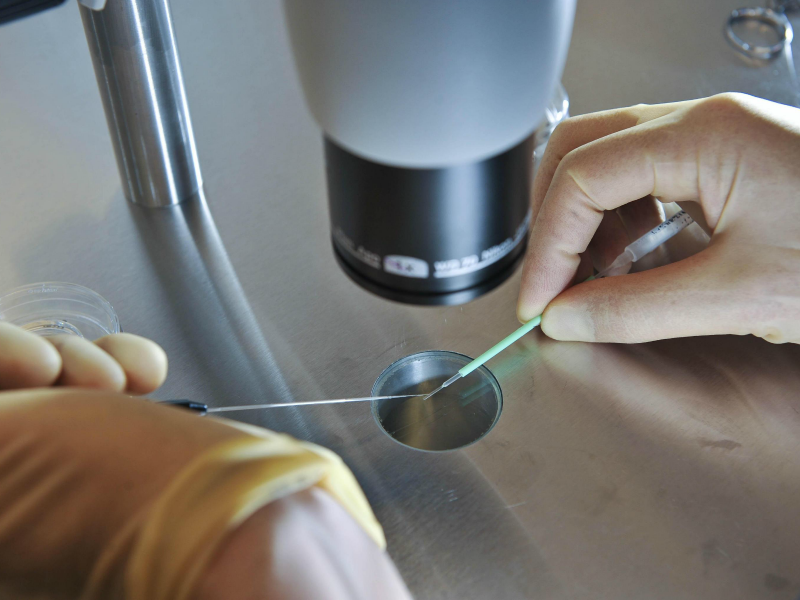 Cellule umane in un embrione di pecora: nuova frontiera per i trapianti?