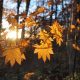 Estate di San Martino, arriva il sole di novembre (ma non troppo)