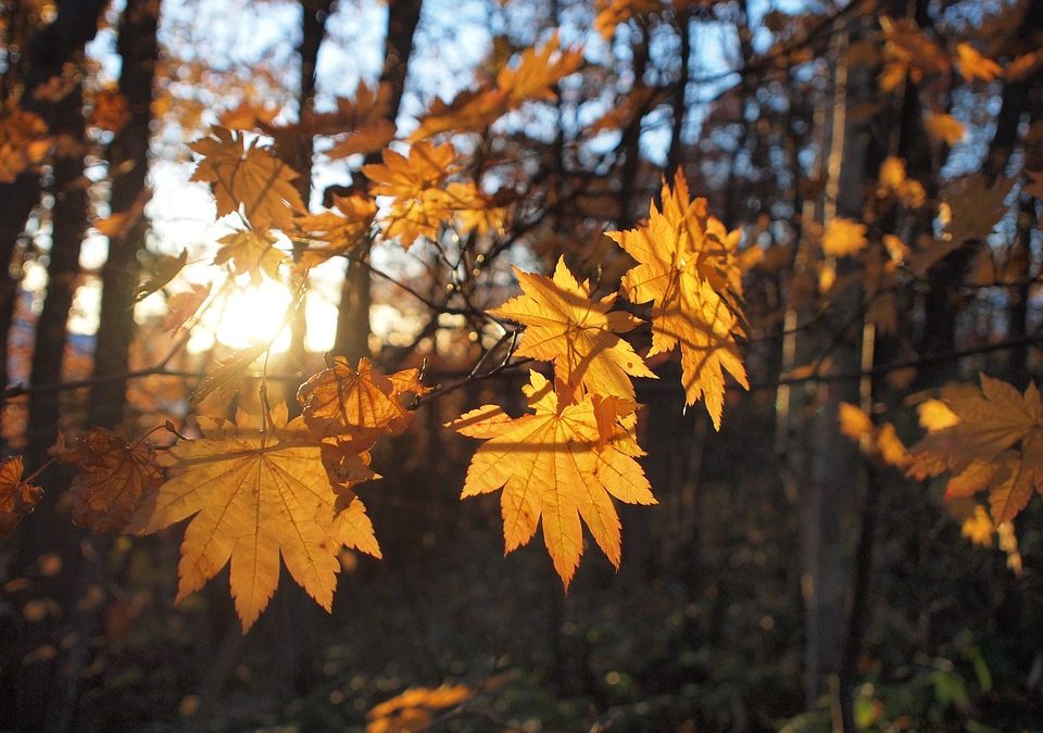 Estate di San Martino, arriva il sole di novembre (ma non troppo)