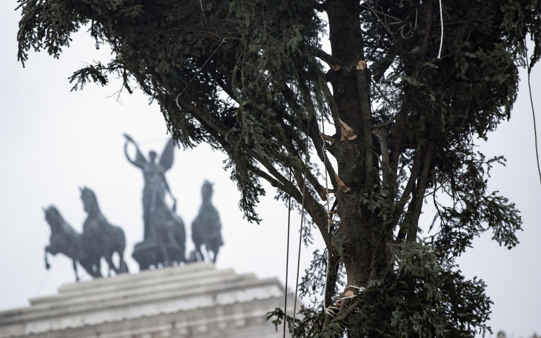 Roma, il ritorno di Spelacchio il nuovo albero ha i rami spezzati