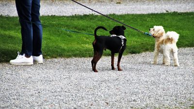 Da «esci il cane» a «petaloso», le espressioni che hanno fatto discutere