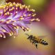 Giornata Mondiale delle api, crolla del 70% la produzione di miele italiano