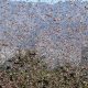 Invasione di milioni di cavallette in Sardegna, le campagne del Nuorese le più colpite