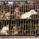 Cina, cani rubati e torturati: torna il Festival di Yulin