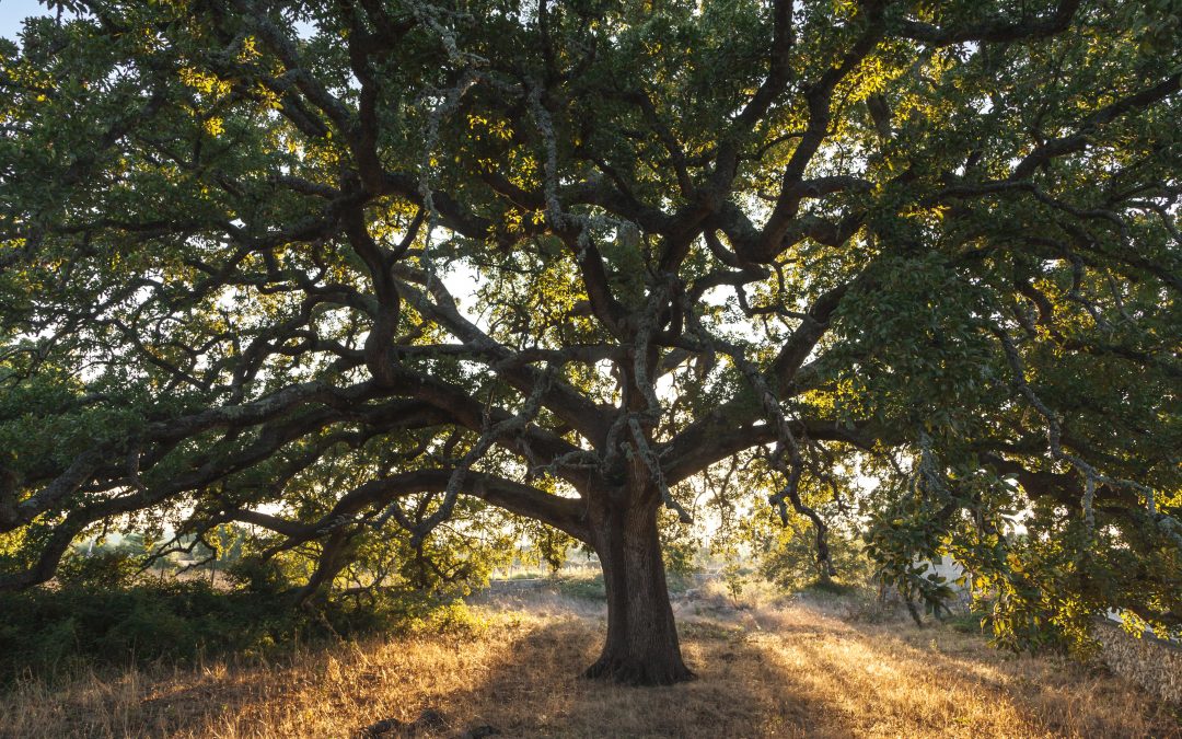 La storia della Quercia Vallonea, l’albero più bello d’Italia del 2019
