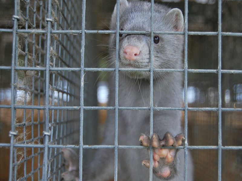 Coronavirus: visoni infetti anche in Francia, abbattuti mille capi