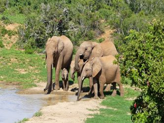 Africa: gli elefanti in pericolo salvati dai satelliti