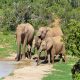 Africa: gli elefanti in pericolo salvati dai satelliti