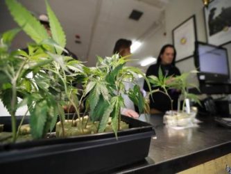 Cannabis, svolta nello Stato di New York: ok a vendita sopra i 21 anni