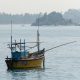 Antiossidante e afrodisiaco: così la pesca del cetriolo di mare minaccia gli oceani