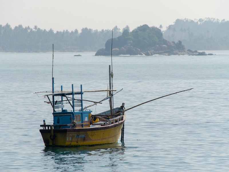 Antiossidante e afrodisiaco: così la pesca del cetriolo di mare minaccia gli oceani