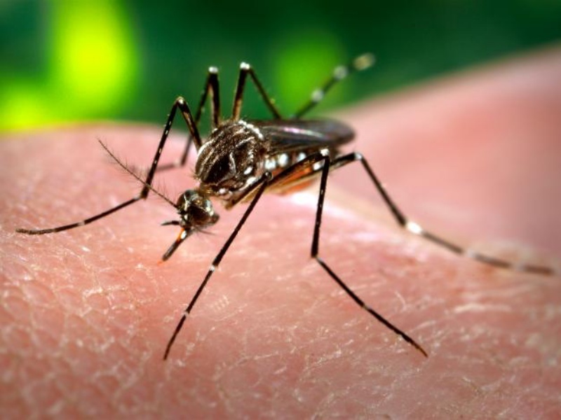 Florida, creata zanzara “Frankenstein” contro la febbre che uccide più del Covid
