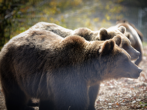orso arthur principe Liechtenstein