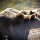 Principe Liechtenstein accusato di aver ucciso l’orso più grande della Romania