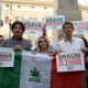 Cannabis legale: bocciato il referendum. Ecco cosa fa il resto del mondo