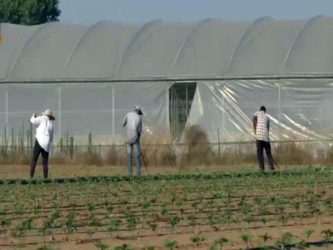 Decreto Flussi, Coldiretti: un prodotto agricolo su 4 arriva da mani straniere