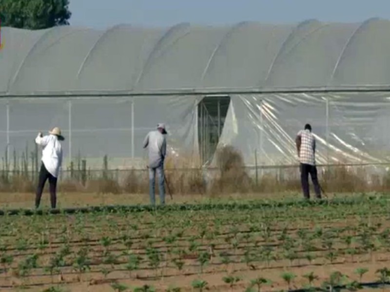 Decreto Flussi, Coldiretti: un prodotto agricolo su 4 arriva da mani straniere