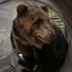Catturata l’orsa, lo zoologo Bressi: «Doveva essere tolta prima dai boschi»