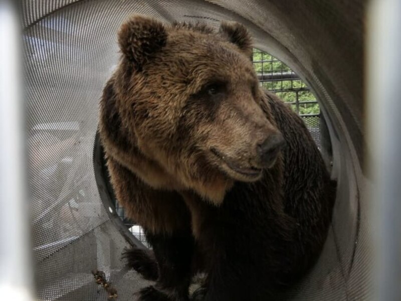 Catturata l’orsa, lo zoologo Bressi: «Doveva essere tolta prima dai boschi»