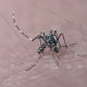 Zanzare: Italia al primo posto in Europa per virus del Nilo