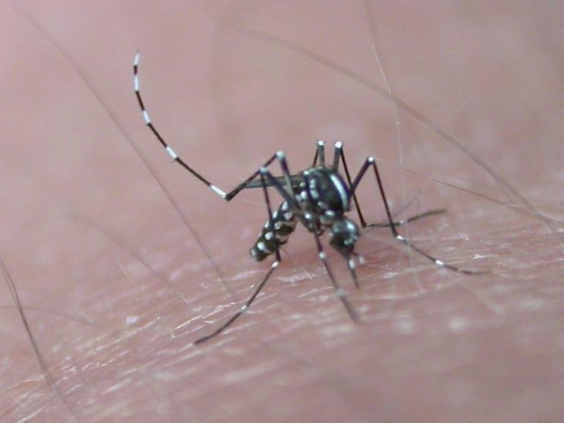 Zanzare: Italia al primo posto in Europa per virus del Nilo