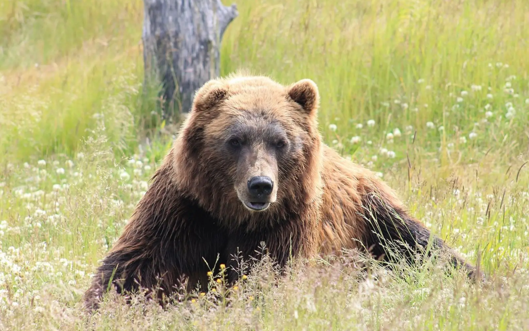 Trentino, ucciso l’orso M91. La Provincia: «Decisione necessaria»