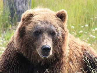 Trentino, ucciso l’orso M91. La Provincia: «Decisione necessaria»