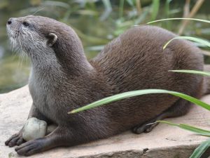 Lontra nana orientale