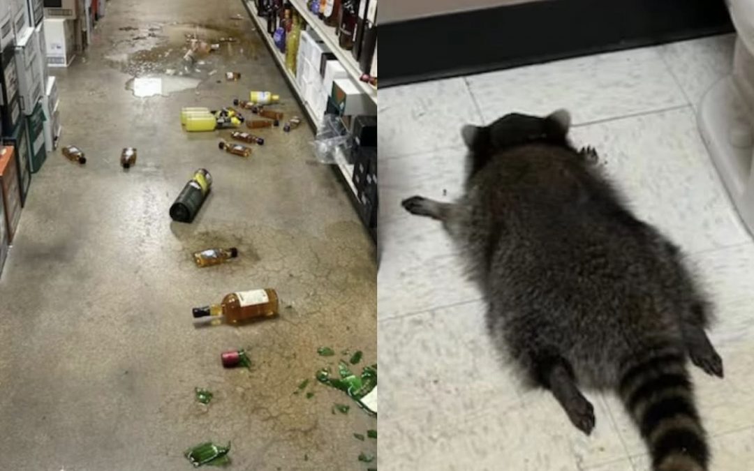 Un procione entra in negozio di alcolici, si ubriaca e poi sviene in bagno