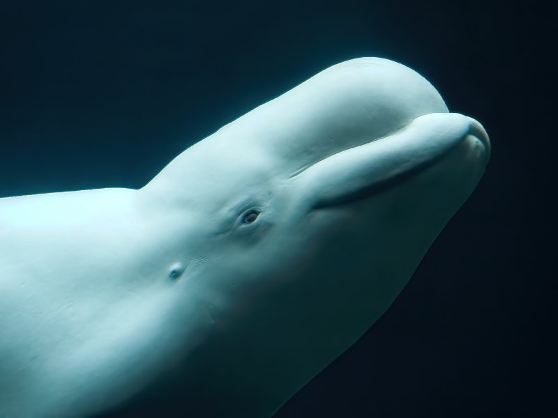 I Beluga sfruttano la promiscuità sessuale per sopravvivere: i risultati di una ricerca durata 13 anni