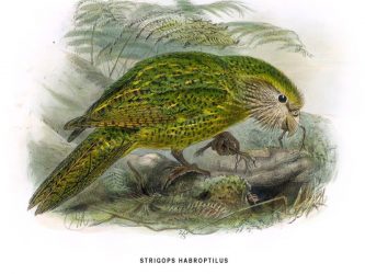 Esemplare di Cacapò (wikimedia commons) 