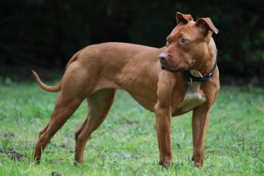 A Sesto Rondò baby gang con cani slegati, paura e richieste di protezione